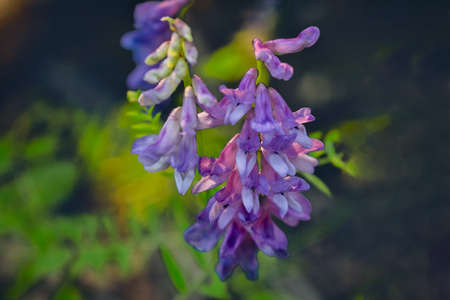 Amazing wild flowers at sunny day on a green blurred background. Wild flowers close up. Nature landscape.の写真素材