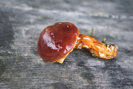 Forest edible mushroom. Freshly picked boletus on wooden background. Xerocomus subtomentosus over Wooden Background, rustic table.の写真素材