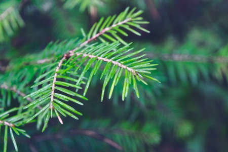 Background with beautiful green spruce tree brunch.の写真素材