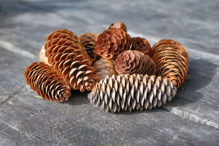 Background with dry fir cones on wooden boards.