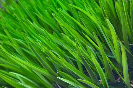 Young green grass in spring. Fresh green grass close up nature background.