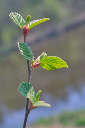 Dissolve the first leaves on the branches. A symbol of new life.