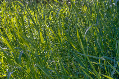 Green fresh young wheat close up. Young green grass in spring. Fresh green grass close up nature...