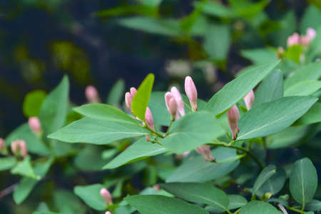 Frangula alnus flowering bush, blooming white flower close up detail, dark green leaves blurry background. Branch of Frangula alnus with flowers.の写真素材