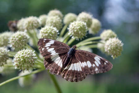Beautiful butterfly on a flower lit by the sun closeup. A beautiful butterfly resting on a white...