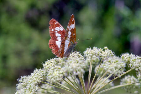 Beautiful butterfly on a flower lit by the sun closeup. A beautiful butterfly resting on a white flower.の写真素材