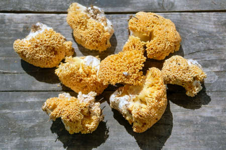 Forest edible mushroom Ramaria flava on the background of an old wooden table close-up.