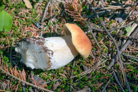 Boletus edulis is edible mushroom. Boletus edulis edible mushroom in the forest. Healthy and...