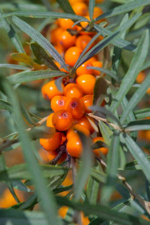 Sea buckthorn growing on a tree close up. Hippophae rhamnoides. Sea buckthorn organic berries background. Medical plant.の写真素材