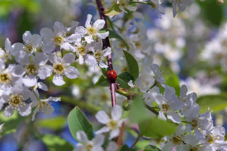 Blossoming cherry branch on a blurred background. Beautiful white cherry blossoms blooming on...