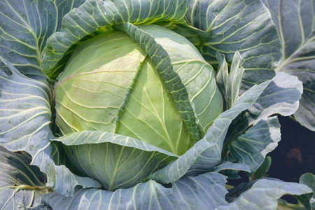 Green Cabbage head, top view. Green Cabbage head in field. Gardening cabbage background in open ground, close up.の写真素材