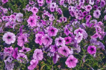 Colorful petunia flowers close up. Petunia plant with red flowers. Closeup Petunia flowers. Red Petunia flowers in the garden.の写真素材