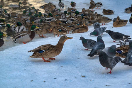 A flock of wild ducks on the lake. Many wild ducks swim in the winter lake. A flock of ducks in the water.の写真素材