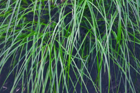 Young green grass in spring close-up. Fresh green grass close up nature background.の写真素材