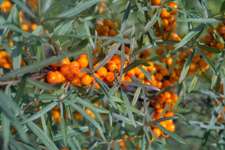 Sea buckthorn growing on a tree close up. Hippophae rhamnoides. Sea buckthorn organic berries background. Medical plant.の写真素材