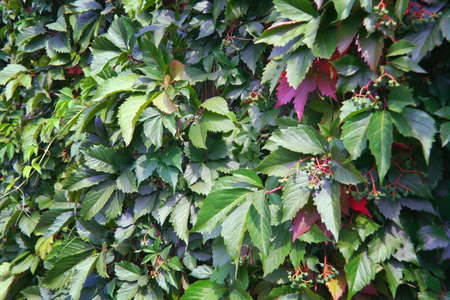 Virginia creeper Parthenocissus Quinquefolia green leaves covering a wall close-up.