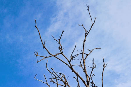 Dead tree branches against blue sky. Dry branches of a dead tree against the blue sky.の写真素材