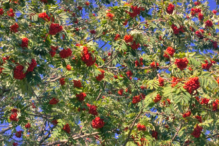 Rowan branches with ripe fruits close-up. Red berries on the rowan tree branches, ripe rowan berries...