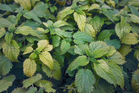 Autumn nettle leaves natural vegetable background.
