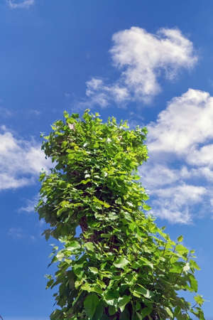 One old poplar tree after total pruning has produced a new young branches.