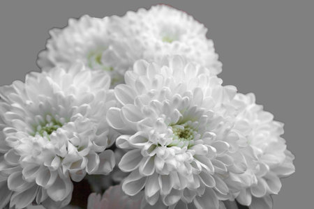 White chrysanthemums bouquet close up, on a light gray background.