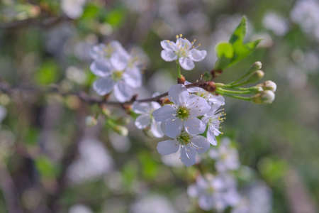 Blossoming cherry branch on a blurred background. Beautiful white cherry blossoms blooming on branch.の写真素材