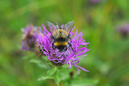 Macro photo of a yellow and black striped bumblebee pollinating and collecting nectar on a flower.