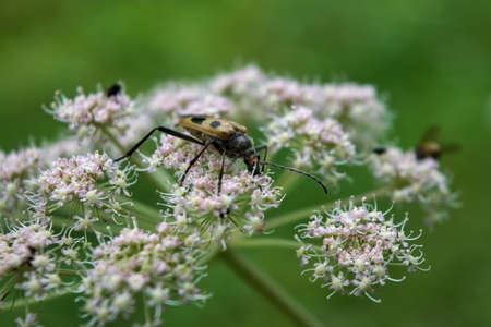 Beetle on a white wildflower on a blurry background close-up.の写真素材