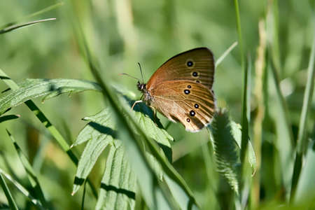 Northern Brown Argus butterfly, Latin name Plebeius artaxerxes on a green leaf close-up.