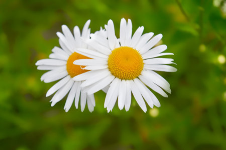 Wild chamomile flowers on a blurry green grass background.の写真素材