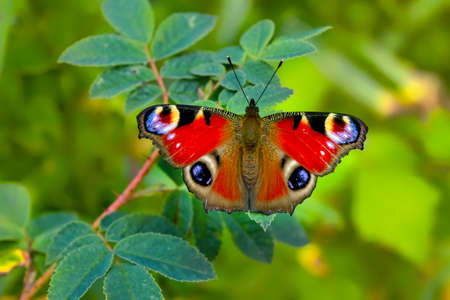Close up of a fresh colorful Peacock butterfly , Inachis io, posing on a green leafの写真素材