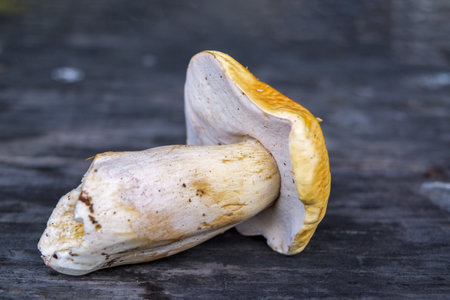 Forest edible mushroom. Freshly picked boletus on wooden background. Ceps Boletus edulis over Wooden Background, rustic table.の写真素材