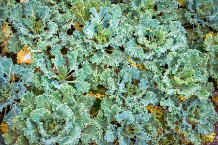 Decorative cabbage in a flower bed. Brassica oleracea var. acephala close-up.の写真素材