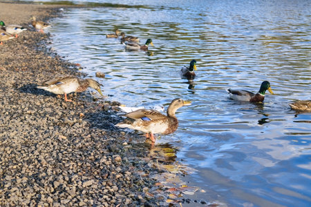 A flock of wild ducks on the lake. Many wild ducks swim in the lake. A flock of ducks in the water.の写真素材