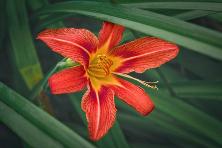 Orange lily flower front of the blurry dark green leaves lose-up.