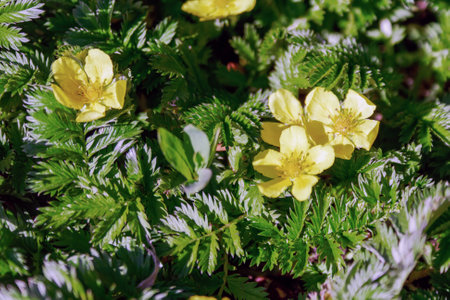 Potentilla anserina known as Argentina anserina with blurred background on meadow.の写真素材