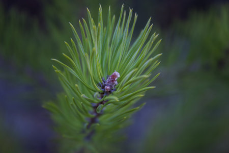 Pine tree brunch close up. Shallow focus. Fluffy pine tree brunch close up.