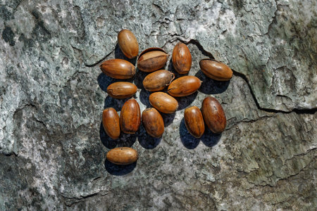 Dried acorns. A bunch of dry oak acorns on the background of a stone surface top view.