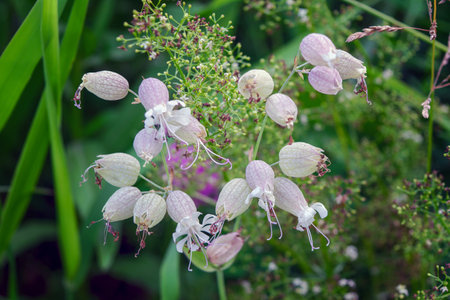 Close-up Silene vulgaris, bladder campion or maidenstears, is plant species of genus Silene of family Caryophyllaceae.の写真素材