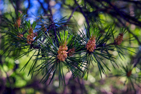 Detailed Christmas tree branches background. Detail of fresh spruce branch in forest.の写真素材