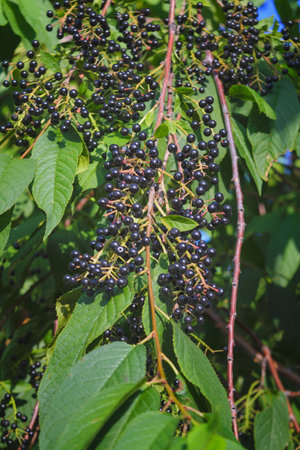 Sambucus nigra, elderberry, black ripe elder berries on twig closeup. Elderberry fruits fresh clusters on plant and green lush foliage of shrub plant.の写真素材