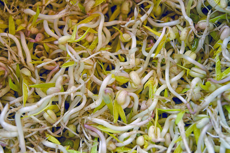 Food background texture mung bean sprout. Healthy mung bean sprouts, a common food ingredient of Asian dishes.の写真素材