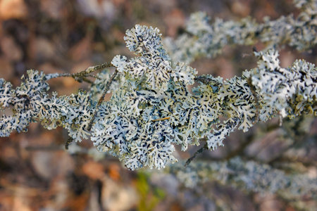 Hypogymnia physodes monks-hood lichen lichen on tree branch in forest closeup selective focus.の写真素材