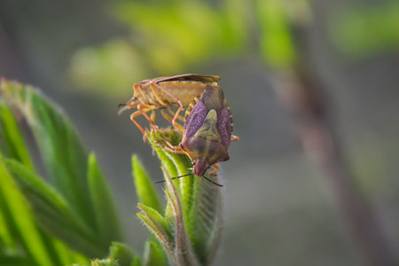 Beautiful flat beetle Carpocoris purpureipennis sitting on a leaf of grass. macro.