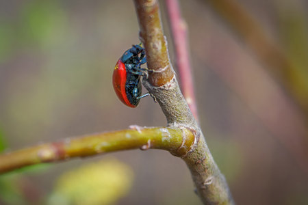Ladybug Coccinella septempunctata on a plant branch. Macro, close-up.の写真素材