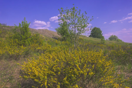 Bright Summer landscape green meadow and forest in the background against the backdrop of a beautiful blue sky and white clouds.の写真素材