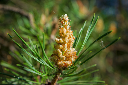 Detail of leaves and branches of Dwarf Mountain pine, Pinus mugo.の写真素材