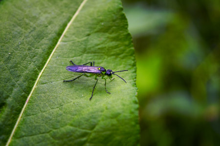 Plant parasite sawfly, Tenthredo koehleri sitting on a green leaf in the field.の写真素材