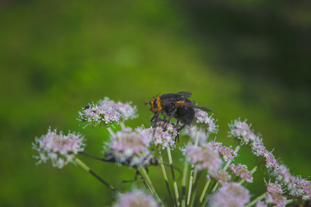 A close-up of giant tachinid fly on inflorescences.