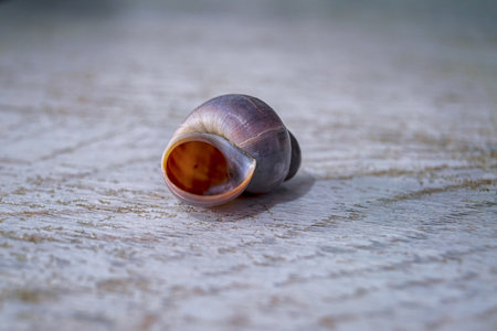 Shark eye seashell, Neverita duplicata.の写真素材